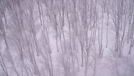 Looking-down-at-snowy-forest-with-many-barren-trees