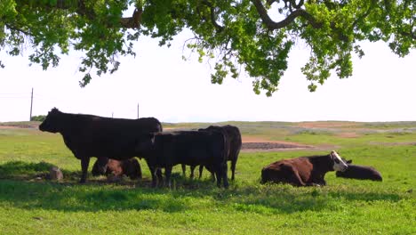 A-herd-of-brown-and-black-dairy-milk-cattle,-cows-and-bulls-laying-and-grazing-in-the-shade-under-a-large-green-tree
