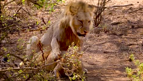 Afrikanischer-Löwe-Paarung-Mit-Löwin-Hinter-Büschen,-Wildtierkopulation-Und-Brutzeit
