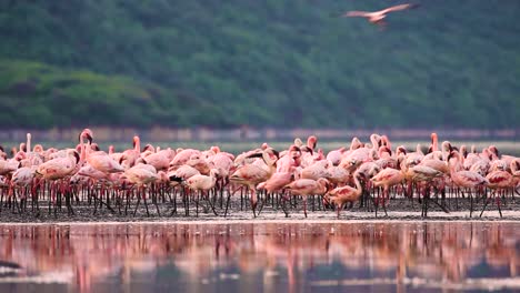 Flamboyance-Of-Lesser-Flamingos-At-Lake-Bogoria-In-Kenya,-Africa