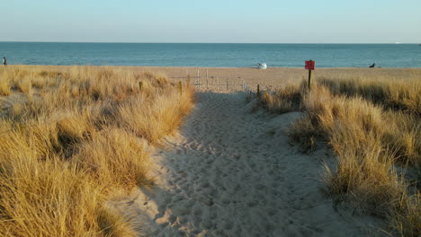 Slow-walk-on-a-sandy-and-yellow-dried-grass-beach-towards-the-Baltic-sea-in-Hel-peninsular,-Poland-,-FPV-shot