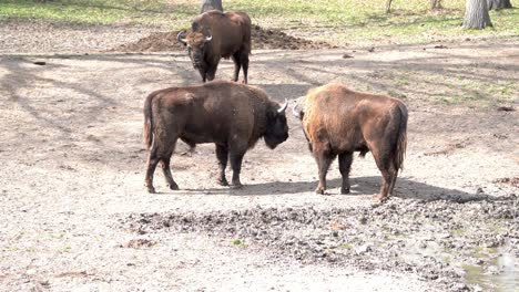 2-Huge-Bisons-Head-Butting-Outdoors-On-A-Sunny-Day