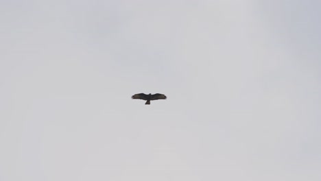 águila-Marrón-Volando-Alto-Por-El-Aire