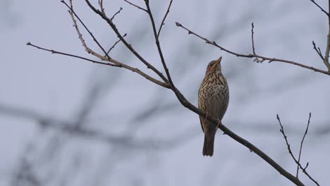Song-thrush-bird-tweeting-while-perched-on-a-tree-branch-in-the-forest---low-angle-shot-with-blurry-background