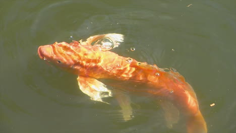 Koi-with-extravagant-fins-feeds-on-food-pellets-in-pond