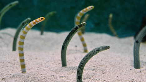 Beautiful-spotted-garden-eel-fishes-sticking-out-of-sand-in-aquarium