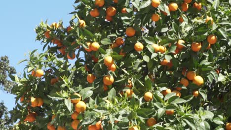 Naranjo-En-Un-Soleado-Día-De-Primavera-En-España