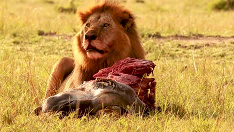 portrait-of-large-wild-lion-eating-prey,-Serengeti-wildlife,-Tanzania