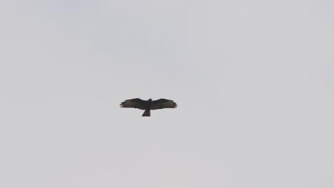 Einsamer-Adler,-Der-Am-Himmel-Fliegt-Und-Die-Flügel-Gegen-Den-Wind-Balanciert---Kamerafahrt
