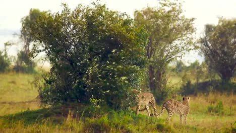 two-alert-cheetahs-hiding-in-bushes-during-rainy-windy-season,-Serengeti-wildlife