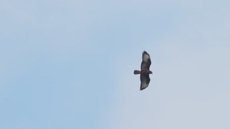 águila-Marrón-Volando-Por-El-Aire