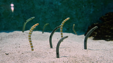 Kolonie-Von-Gefleckten-Gartenaalfischen,-Die-Im-Aquarium-Aus-Sand-Herausragen