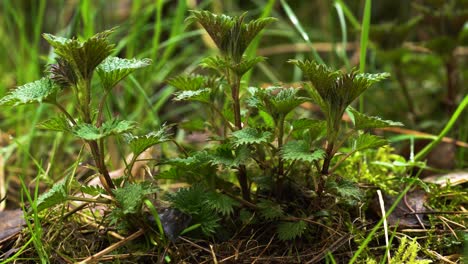 Group-of-young-stinging-nettles-growing-in-the-wild