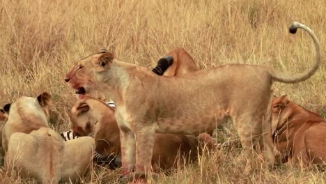 Wilde-Löwinengruppe-Ernährt-Sich-Von-Zebrabeute,-Masai-Mara-Wildtierraubtieren