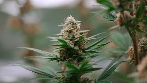 Eine-Cannabispflanze,-Die-Im-Hellen-Zustand-Im-Freien-Zittert,-Statisch,-Nahaufnahme