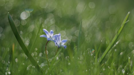 Lonely,-single-flower-in-grass-with-blurry-background