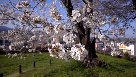 Close-up-of-beautiful-Sakura-against-tree-on-clear-day-in-Japanese-neighborhood