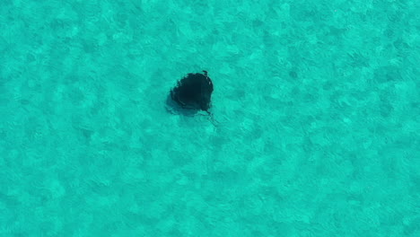 Top-Down-View-of-Stingray-Swimming-in-Turquoise-Tropical-Water,-High-Angle-Drone-Shot