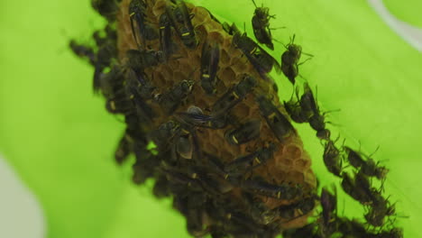 Nahaufnahme-Einer-Wespenkolonie-Aus-Schwarzem-Papier,-Die-Einen-Neuen-Bienenstock-Unter-Einem-Hellgrünen-Blatt-Baut