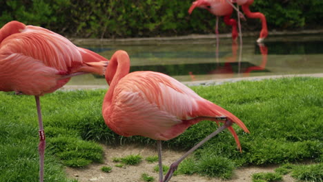 Caribbean-flamingos-standing-on-one-leg,-medium-shot