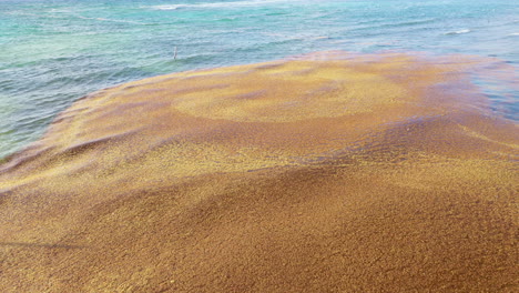 Drone-shot-of-Sargasso-seaweed-rippling-in-the-ocean-waves
