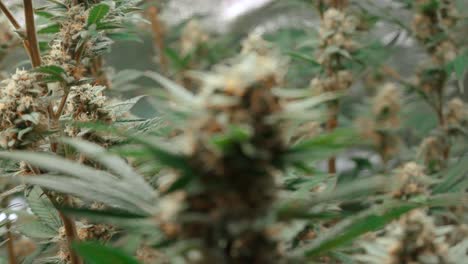 Una-Planta-De-Cannabis-Que-Crece-Con-Otra-Planta-De-Cannabis-A-Su-Alrededor,-Foco-De-Rack