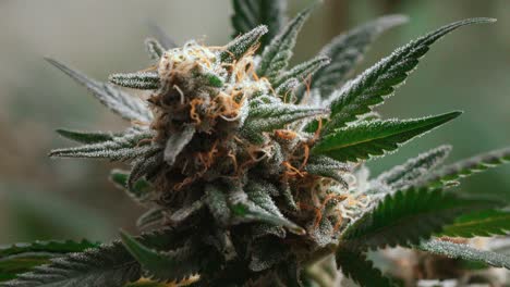 A-marijuana-plant-with-beautiful-green-leaves-surround-it,-static-shot-close-up