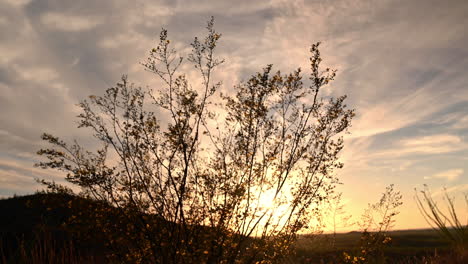 Silhouette-Von-Wüstenpflanzen,-Die-Sich-Bei-Sonnenuntergang-Im-Wind-Bewegen
