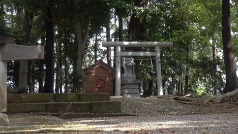 Schöne-Landschaft-Am-Japanischen-Tempel-Mit-Torii-tor-Und-Gefallenen-Sakura-blütenblättern