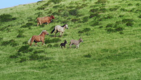 Some-savage-horses-run-free-on-a-green-hill-02