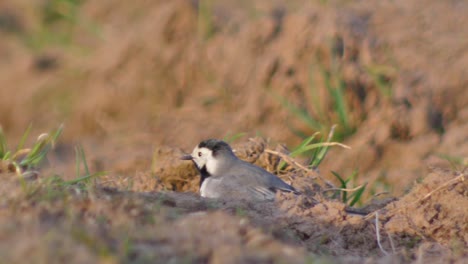 Pied-wagtail-looking-for-insects-on-the-ground
