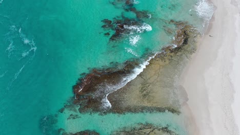 Birdseye-Aerial-View,-White-Sand-Beach,-Turquoise-Ocean-Water-and-Waves-Breaking-on-Coast-of-Southwestern-Australia,-Tilt-Up-Drone-Shot