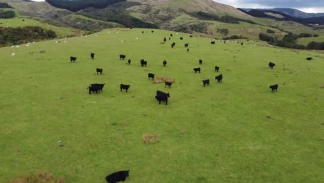 Flying-away-and-upwards-from-a-herd-of-Cows-on-a-farm-in-the-Manawatu-region-in-New-Zealand