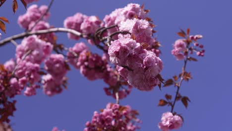 Pink-Delicate-Cherry-Sakura-Blossoms-Against-Blue-Sky-During-Spring---selective-focus