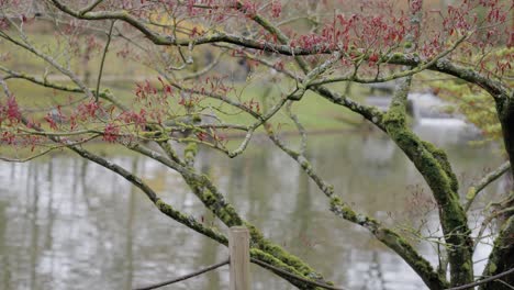 árbol-A-Principios-De-La-Primavera-Con-Capullos-Rojos-En-El-Jardín-Con-Fondo-Borroso---Jardín-Japonés,-Hasselt,-Bélgica---Tiro-Estático