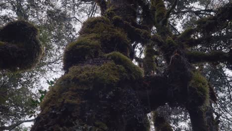 Moss-covered-ancient-tree-in-primeval-forest-with-water-droplets-falling