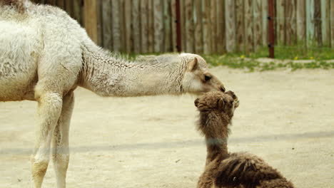 Camellos-Dromedarios-De-Madre-Y-Ternero-Mostrando-Afecto,-Plano-General