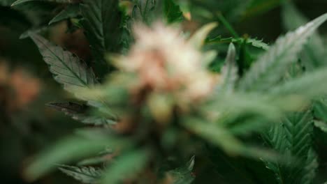 Marijuana,-Cannabis-Gelato-hybrid-plant-strain,-high-THC,-close-up-rack-focus
