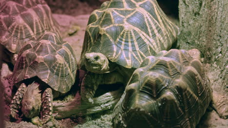 A-group-of-Indian-star-tortoises-slowly-eating,-medium-shot