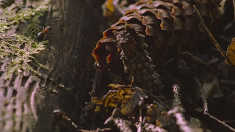 Ants-crawl-over-mossy-log-and-pine-cones-in-morning-light,-macro