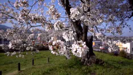 Slow-motion-scenery-of-beautiful-Sakura-Cherry-Blossom-flowers-waving-against-backdrop-of-Japanese-neighorhood