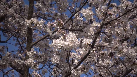 Vista-En-Cámara-Lenta-De-Muchas-Flores-De-Cerezo-Sakura-Ondeando-Suavemente-En-El-Viento