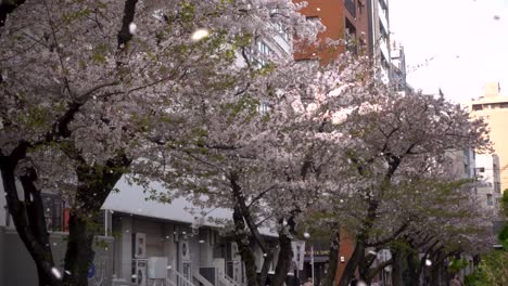Schöne-Landschaft-In-Japan-Mit-Vielen-Rosa-Sakura-kirschblütenblättern,-Die-In-Die-Kameralinse-Fliegen