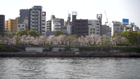 Pasando-A-Través-De-Hermosos-árboles-De-Sakura-Junto-Al-Río-Sumagawa-Con-Edificios-Altos-En-Tokio
