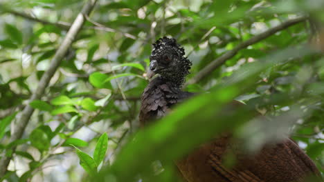 Single-female-great-Curassow-preening-herself-on-forest-floor,-static-shot