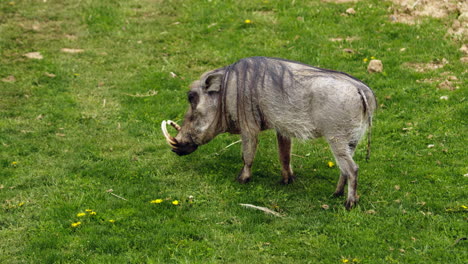 A-warthog-eating-grass-as-he-walks,-wide-shot