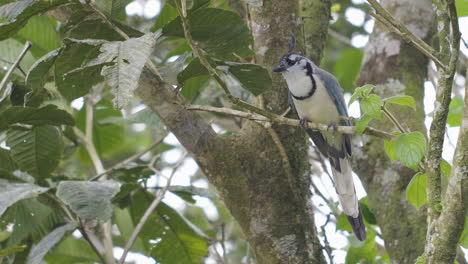 Spektakulärer-Weißkehl-Magpie-Jay,-Der-Auf-Einem-Ast-In-Einer-Waldplantage-Plaudert