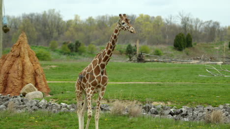 A-reticulated-giraffe,-or-Somali-giraffe,-walking-across-its-habitat,-wide-shot