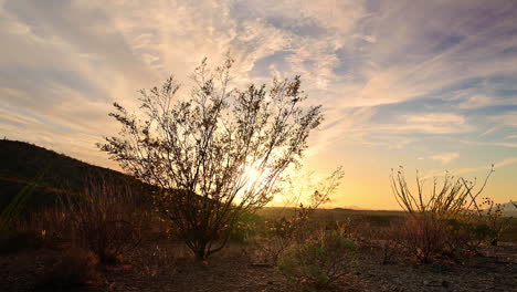 Inclinación-Lenta-Hacia-Arriba-De-Un-Arbusto-En-El-Desierto-De-Arizona-Al-Atardecer-Moviéndose-En-El-Viento