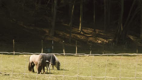 Shetland-ponies-grassing-on-field-next-to-forest-behind-steel-welded-wire-fence